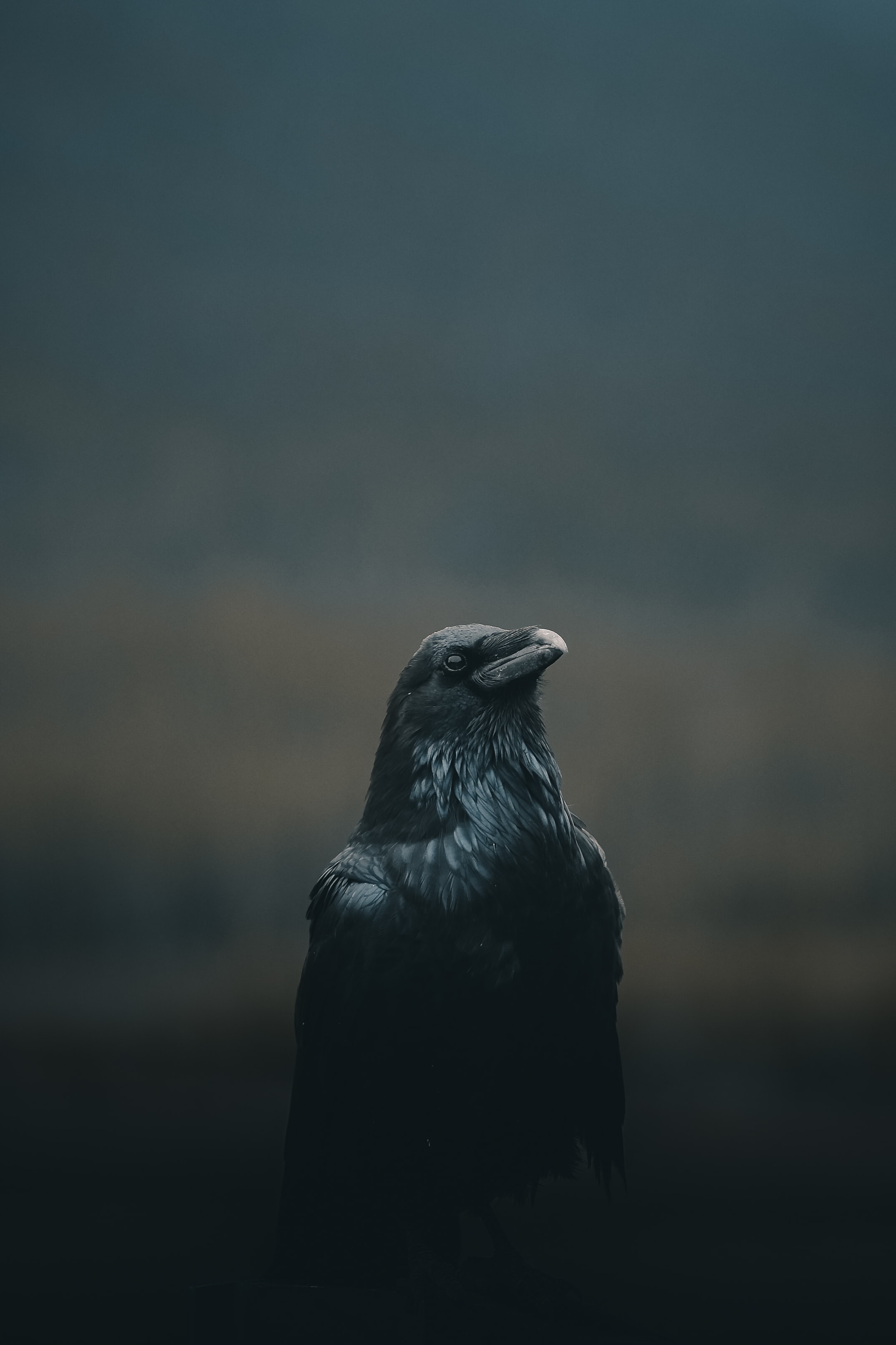 crow