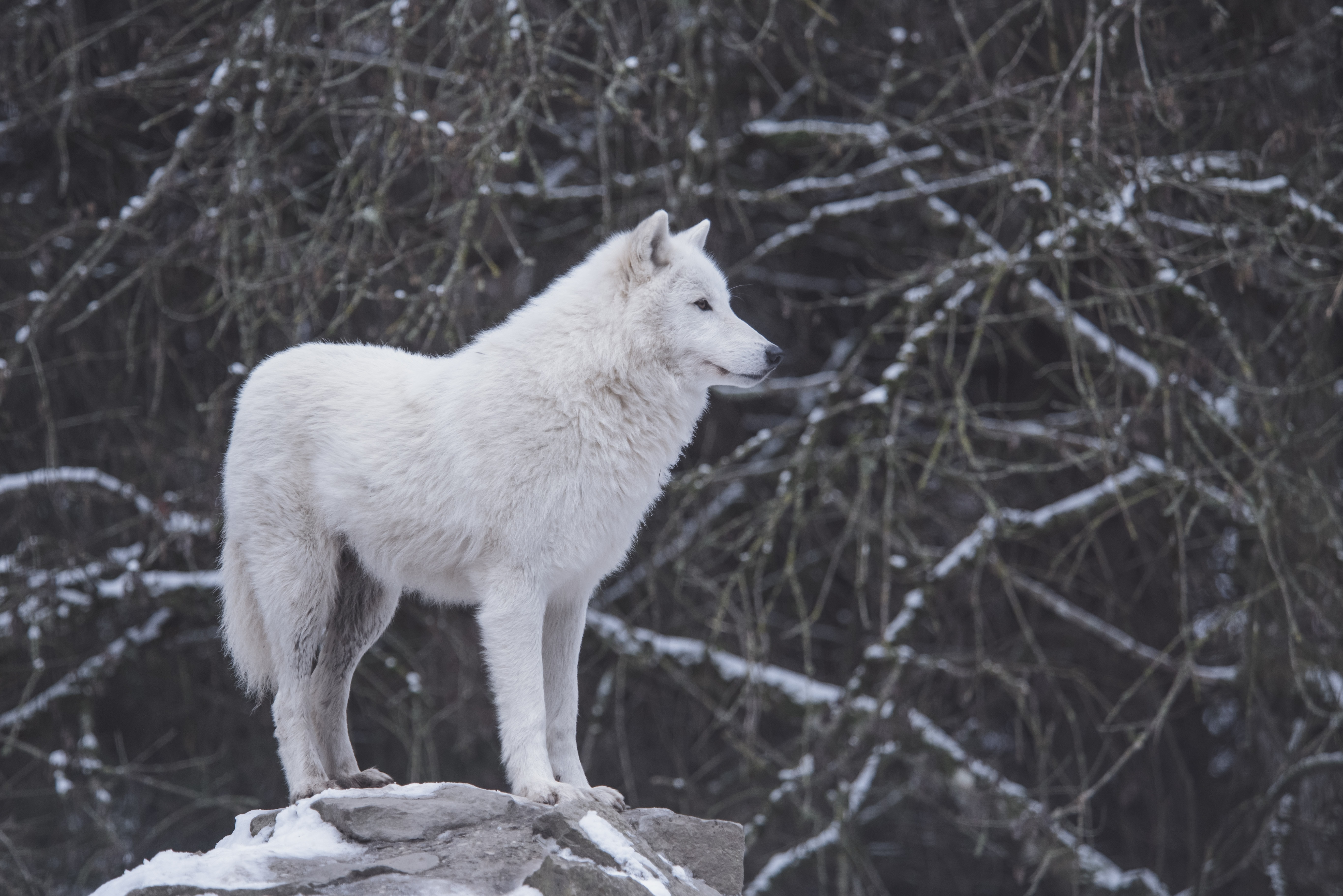 northern inuit dog